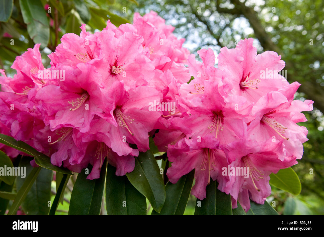 Rhododendron `Smirnowii` Stock Photo